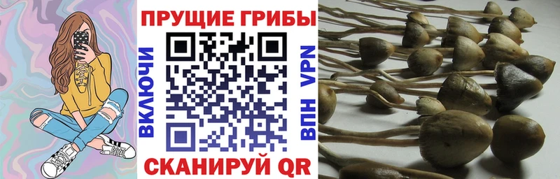 Псилоцибиновые грибы Cubensis  Кострома 